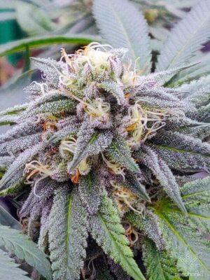 Close-Up Of A Frosty Cannabis Bud Showcasing The Quality Of Star Killer Strain Autoflower Seeds. These Seeds Offer Growers A Potent And Visually Stunning Harvest.