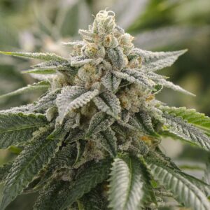 Close-Up Image Of A Mature Cannabis Bud, Showcasing The Dense Trichome Coverage Of A Super Lemon Haze Strain Autoflower Seeds Plant, Ready For Harvest.