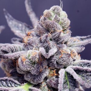 Close-Up Of A Frosty, Purple-Hued Bud From The Tropicana Cookies Purple Strain Autoflower Seeds. A Premium Autoflowering Cannabis Variety, Grown From Seed.