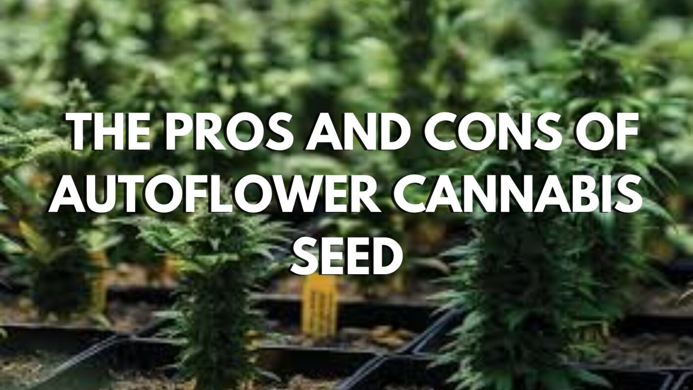 The-Pros-And-Cons-Of-Autoflower-Cannabis-Seed