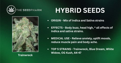 Theseedpharm Hybrid Seeds