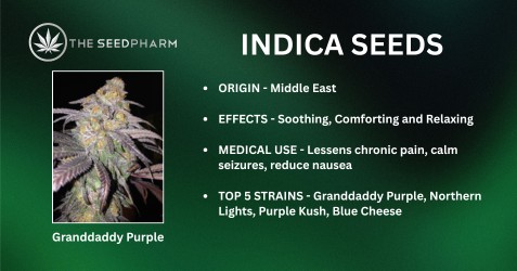 Theseedpharm Indica Seeds