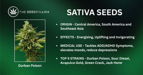 Theseedpharm Sativa Seeds