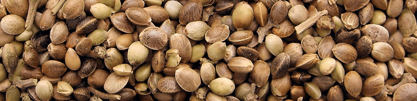 Theseedpharm Weed Seeds