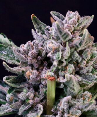 Chunky Purple-Flushed Gelato F1 Strain Feminized Seeds Flower Coated In White Trichomes, Grown From A Gelato 41 Cross.