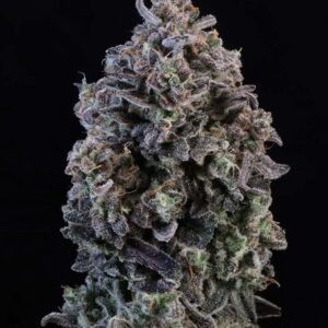 Close-Up Of A Dense Mendo Breath Strain Autoflower Seeds Bud Showing Deep Purple Coloration And Heavy Trichome Coverage.