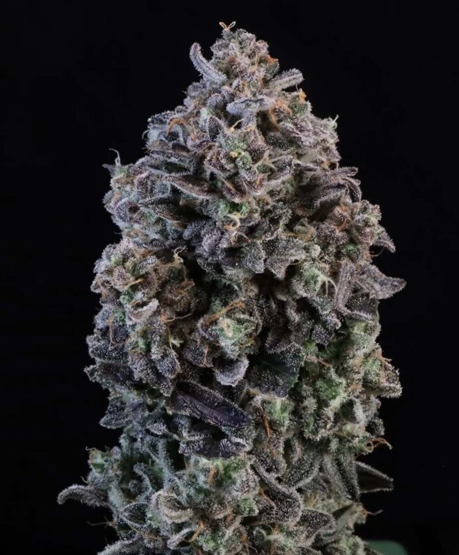 Mendo Breath Strain: Autoflower Seeds Grow Guide Close-Up Of A Dense Mendo Breath Strain Autoflower Seeds Bud Showing Deep Purple Coloration And Heavy Trichome Coverage.