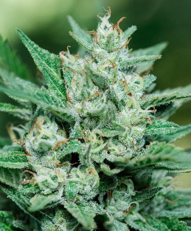 Frosty Green Cola Of A Papa Smurf Strain Feminized Seeds Plant, A Blue Dream Cross Famous For Field-Record Yields.