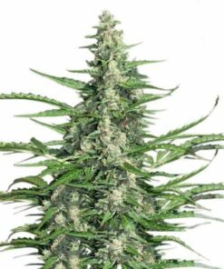 Ak47 Marijuana Seeds 1