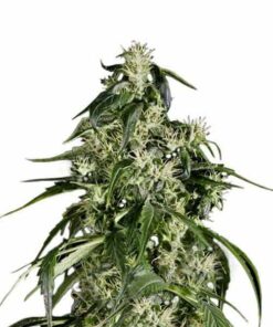 Arjan Haze Marijuana Seeds 1