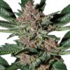 Bubba Kush Marijuana Seeds 1
