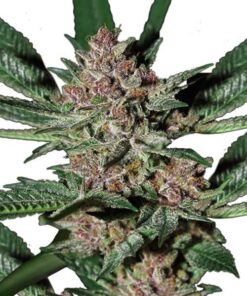 Bubba Kush Marijuana Seeds 1