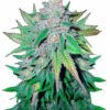 California Dream Marijuana Seeds 1