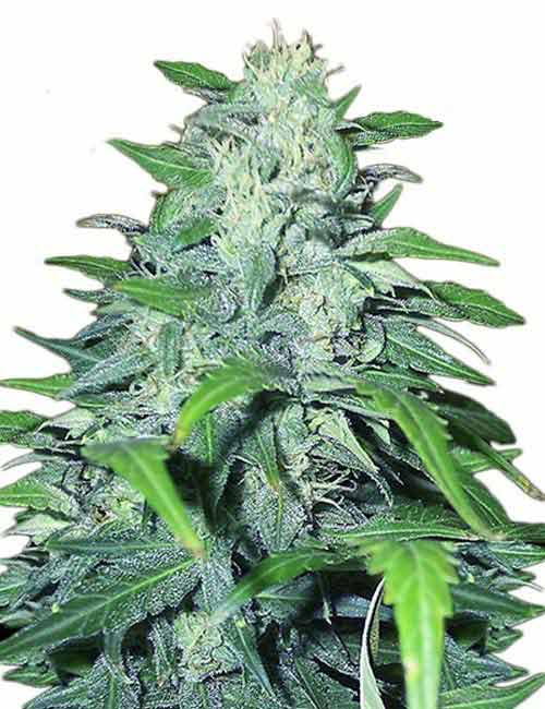 Dwarf Low Flyer Marijuana Seeds 1