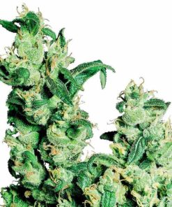 Jack Herer Marijuana Seeds 1