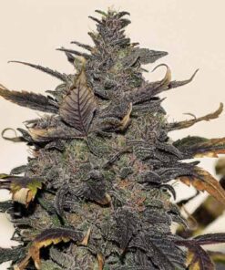 Malawi Gold Marijuana Seeds 1024x682 1