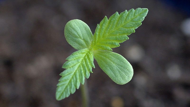 Marijuana Seedlings 1