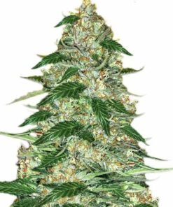 Northern Lights Marijuana Seeds 1