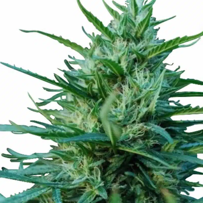 Og Kush Marijuana Seeds 1