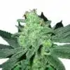 Pineapple Express Marijuana Seeds 1
