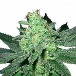 Pineapple Express Marijuana Seeds 1