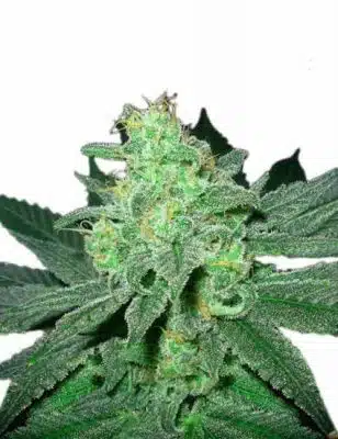 Pineapple Express Marijuana Seeds 1