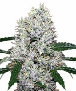 Purple Kush Marijuana Seeds 1