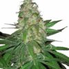 Sour Diesel Marijuana Seeds 1