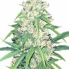 Super Silver Haze Marijuana Seeds 1