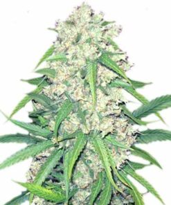 Super Silver Haze Marijuana Seeds 1