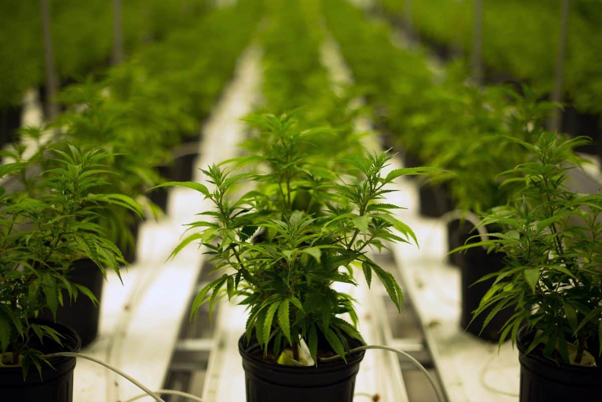 The Seed Pharm Marijuana Seeds For Sale Auto Flowering Scaled