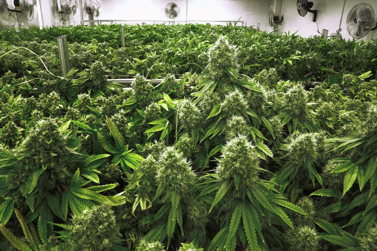 The Seed Pharm Marijuana Seeds For Sale Grow Big Plants