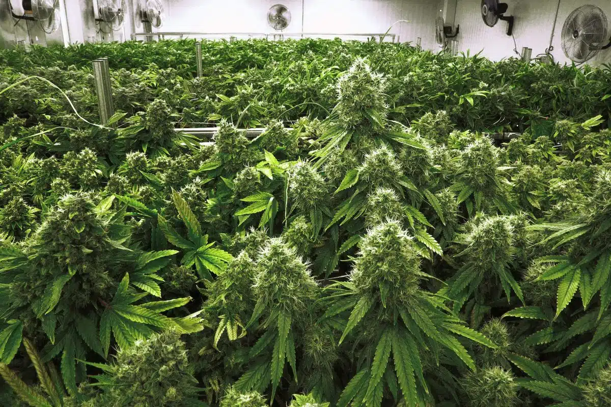 The Seed Pharm Marijuana Seeds For Sale Grow Big Plants