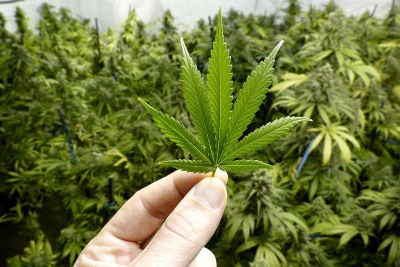 The Seed Pharm Marijuana Seeds For Sale Growing