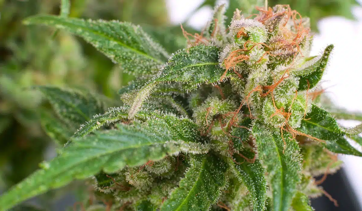 The Seed Pharm Marijuana Seeds For Sale
