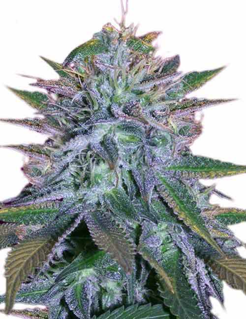 White Widow Marijuana Seeds 1