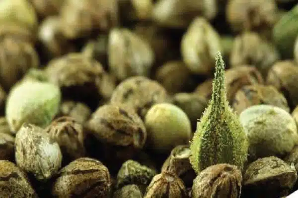 Where Can I Buy Pot Seeds 1